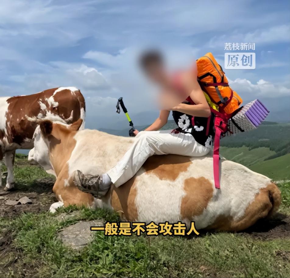 被牛群圍攻游客稱為護狗被撞